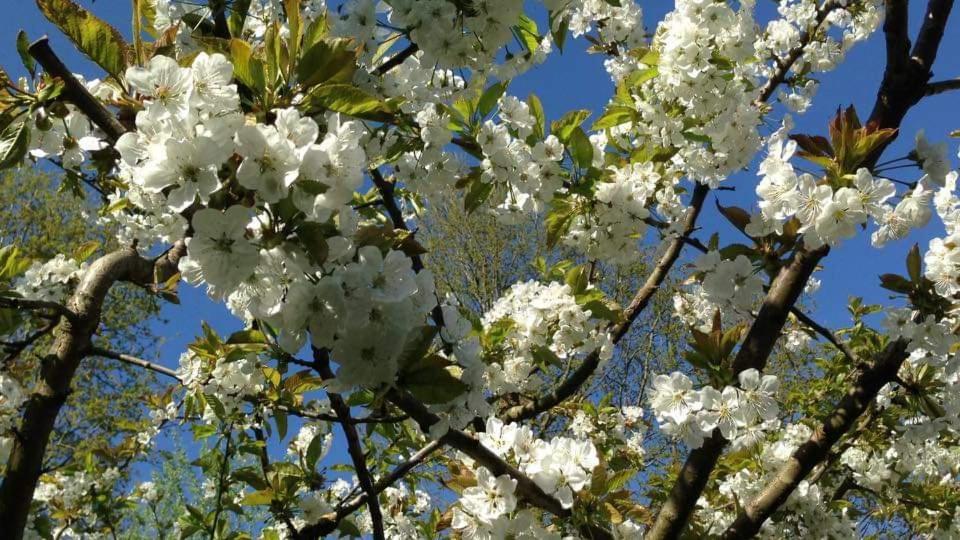 Vakantiehuis Aan Het Bos - Gelegen Aan De Tulpenroute Bant 外观 照片